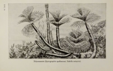 1926 - Röhrenwurm (Spirographis spallanzani, Sabella unispira) - alter Druck